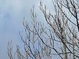 Sticker - beautiful view of nature scene, dry tree with blue sky