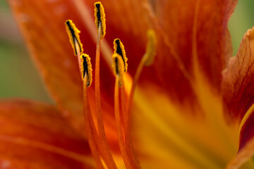 Poster - close up of a flower