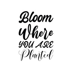 Wall Mural - bloom where you are planted black letters quote