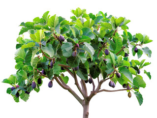 lush fig tree with green leaves and ripe figs isolated on a white background, perfect for botanical 