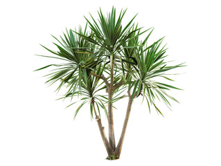 Vibrant green yucca plant with spiky leaves on multiple branches, isolated on a white background for botanical and natural-themed designs.