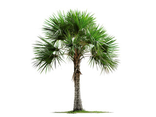 isolated palmetto palm tree with lush green fronds and a stout trunk, symbolizing tropical landscape