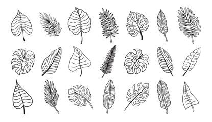 Wall Mural - botanical hand drawn exotic leave. tropical palm leave sketch, isolated linear doodle style.