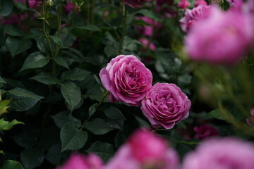 Wall Mural - Pink Flower of Roses 'Odeur d' Amour' in Full Bloom
