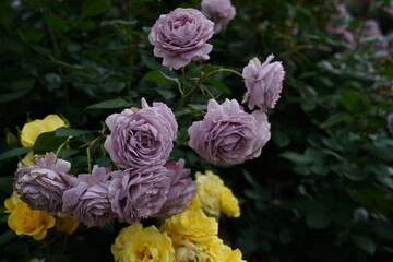 Wall Mural - Light Purple Flower of Roses 'Novalis' in Full Bloom
