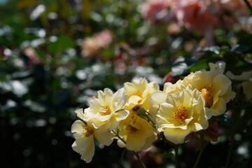 Wall Mural - Light Yellow Flower of Roses 'Kinrenpo' in Full Bloom
