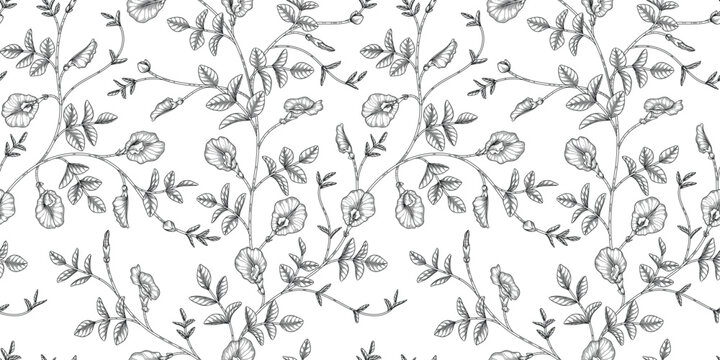 Butterfly pea floral pattern black and white illustration