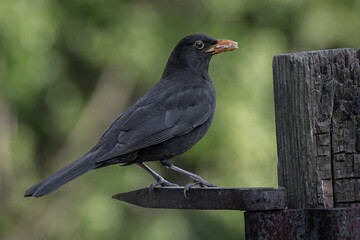 Aufkleber - A profile portrait of a male blackbird, Turdus merula, perches on an old metal gate hinge. He has food in his beak. A natural blurred background has space for text