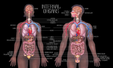 Watercolor male and female human bodies with internal organs and a cardiovascular systems