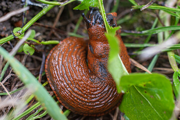 Arion distinctus is a species of air-breathing land slug in the family Arionidae, Slug, or land slug, is a common name for any apparently shell-less terrestrial gastropod mollusc