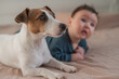 © Михаил Решетников - Portrait of a Jack Russell Terrier dog and a three-month-old boy lying on the bed.
