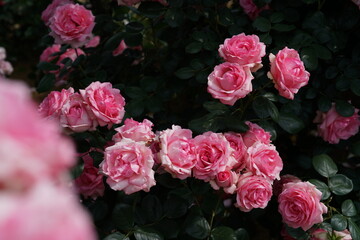 Wall Mural - Light Pink Flower of Roses 'History' in Full Bloom
