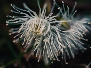 Sticker - Close up of a gum flower