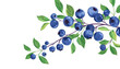 © Goodwave Studio - Simple, clear and beautiful arts and crafts artisanal stencil print style illustration of blueberries isolated on white background. Stencilled graphic design, modern, minimalist, backdrop, product