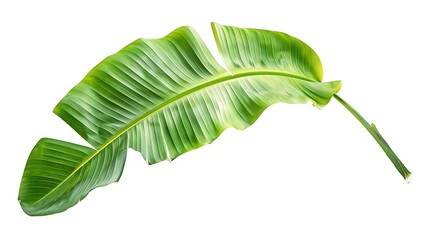 Wall Mural - Vibrant green banana leaf with natural texture, transparent background, tropical vibe.