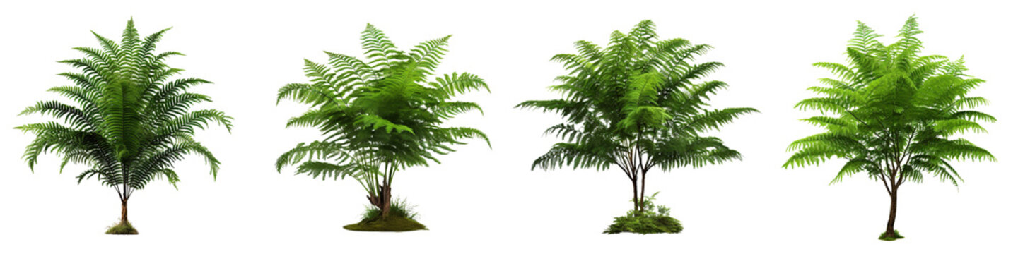 Collection of real fern tree isolated on transparent or white background