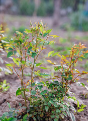 A green, young rose bush. The closed buds have not yet opened. Flower bed decoration. Gardening.