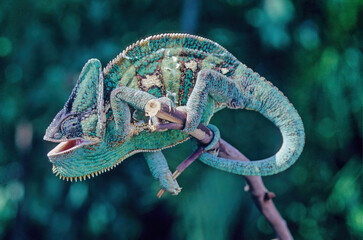 Wall Mural - Veiled chameleon