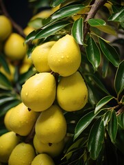 Poster - olives on tree