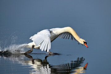 Wall Mural - angry mute swan approaching with power