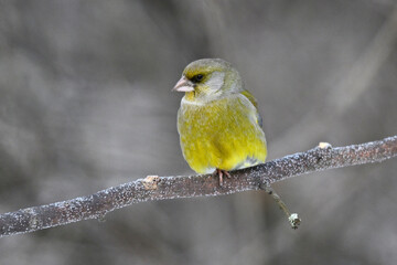 Wall Mural - greenfinch in winter conditions