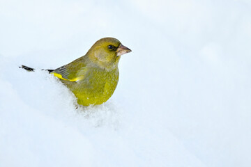 Wall Mural - greenfinch on snow in winter