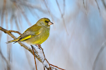 Wall Mural - greenfinch in winter conditions