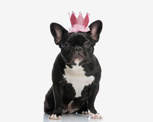 Wall Mural - adorable dog wearing a pink crown for halloween costume