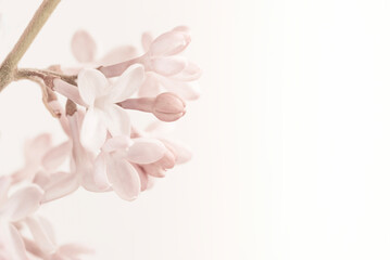 Wall Mural - Pale vintage colors romantic pink lilac blooming flower on light white background and place for text macro