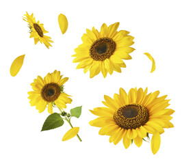 Wall Mural - Fresh organic Sunflower falling in the air isolated on white background. High resolution image