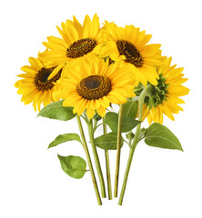 Wall Mural - Fresh organic Sunflower falling in the air isolated on white background. High resolution image