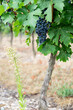 © Iryna - Large bunches of red wine grapes in vineyard.