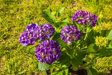 Wall Mural - Close-up of purple hydrangea blooms against a lush green garden backdrop.