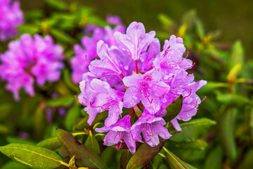 Wall Mural - Close-up of a pink rhododendron flower with raindrops on a summer day.