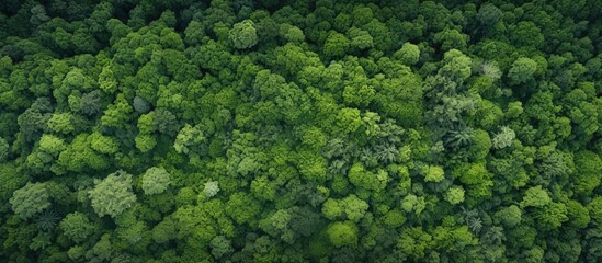 Aerial view of European hills captured by a drone, showcasing lush vegetation and trees, with a blank space for text or image insertion.
