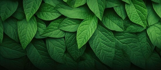 Poster - Background with a textured green leaf pattern and space for text or images.