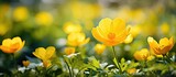 Springtime is when a bright buttercup yellow flower blooms, perfect for capturing in a photograph with copy space image.