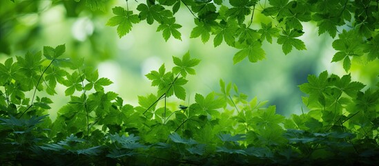 Poster - A lush pattern of green leaves against a backdrop of a natural forest with copy space image.