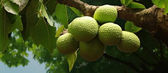 Fruit of the Artocarpus lacucha tree with copy space image available.