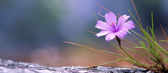 Aufkleber - A small purple grass flower in a tropical setting during the rainy season, with copy space image available.