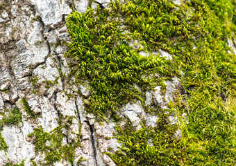 Sticker - Green moss on tree bark as a background