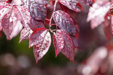 Wall Mural - Red leaves on a tree in drops of water