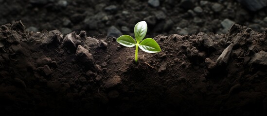 Poster - A seedling flourishing in fertile soil, symbolizing ecology, with top view copy space image.