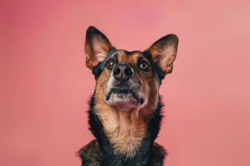 Poster - Dog on pink background