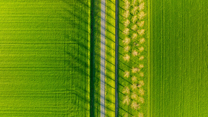 Wall Mural - aerial view of the field, trees and road. landscape from a drone. light and shadow. natural backgrou