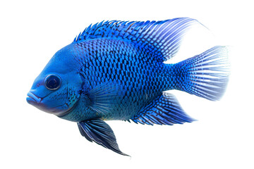 Wall Mural - Blue Dempsey Fish Isolated on a Transparent Background