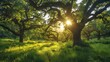 © MAY - Tall, majestic oak trees standing in a lush green forest, their branches reaching up towards the sky, with sunlight filtering through the leaves.