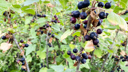 Wall Mural - Fruits and various berries in the field on the beds, home farm