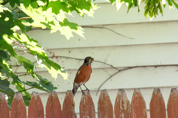 Wall Mural - robin bringing the nestlings a meal