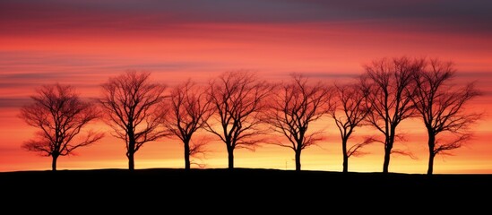 Wall Mural - Silhouetted black trees against a vibrant sunset sky, providing a stunning view with a captivating copy space image.